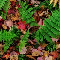 Christmas in the Fall