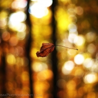 Suspended Leaf Fall Maryland