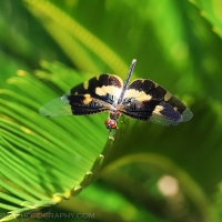 Dragonfly Kerala Backwaters