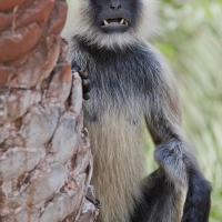 A Langur monkey threatens by showing its vicious teeth.