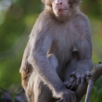 Monkey Scout