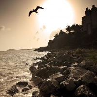 Bird Sunset St Thomas USVI