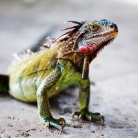 Iguana Macro St Thoma USVI