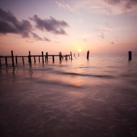 Dreams of the Tropics