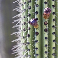 Cactus Cabo San Lucas