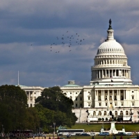 Capitol Washington DC Birds