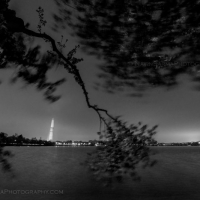 Black and White Cherry Blossom Tidal Basin