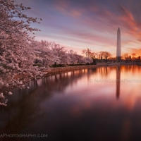 Cherry Blossom Sunrise Washington DC Monument