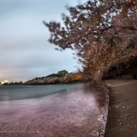 Fallen Blossoms