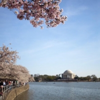 Jefferson Memorial Cherry Blossom