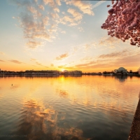 Washington DC Cherry Blossom Sunrise at the Tidal Basin