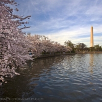 Tidal Basin Washington Monument Cherry Blossom