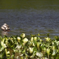 Turtles Potomac Washington DC