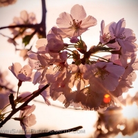 Washington DC Cherry Blossom Sunlight Macro
