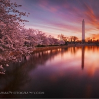 Cherry Blossom Sunrise