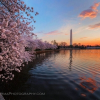 Washington DC Cherry Blossom Sunrise