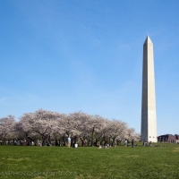 Washington Monument Cherry Blossom