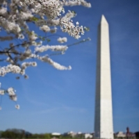 Washington Monument Cherry Blossom 2