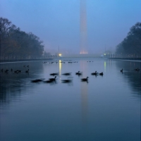 Foggy Sunrise Washington DC Monument Birds