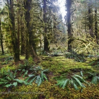 hoh_rainforest_ferns