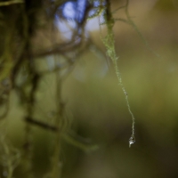 A droplet of the Hoh