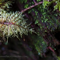 Hoh rainforest macro