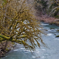 Rainforest on the river