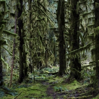Path to the Hoh rainforest