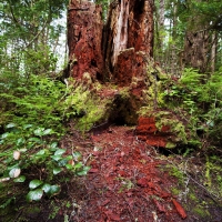 olympic_national_park_broken_tree