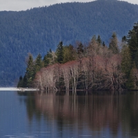 olympic_national_park_lake_tree_reflections_forest