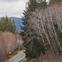 olympic_national_park_road