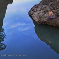 Starfish Reflection