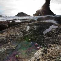 Starfish and sea anemones in a tide pool at Shi Shi Beach, Olympic National Park