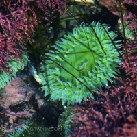 shi_shi_beach_sea_anemones