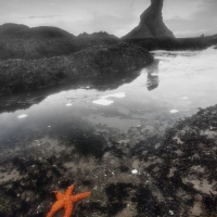Shi Shi Starfish
