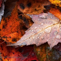 Autumn Droplets