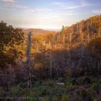 Shenadoah Dead and Living Trees
