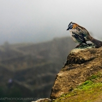 Bird Machu Picchu Peru Fog
