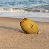Brazil Praia Do Forte Coconut