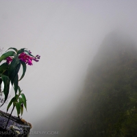 Flower Mountain Peru Fog