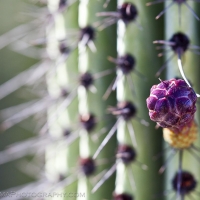 Cactus Cabo San Lucas Macro