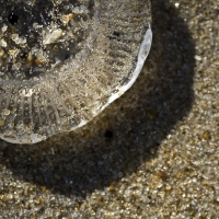 Jellyfish Macro Ocean City