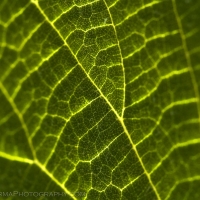 Leaf Macro