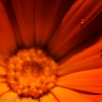 Raindrop Peru Cusco Flower