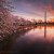 Awakening - Cherry Blossom Sunrise