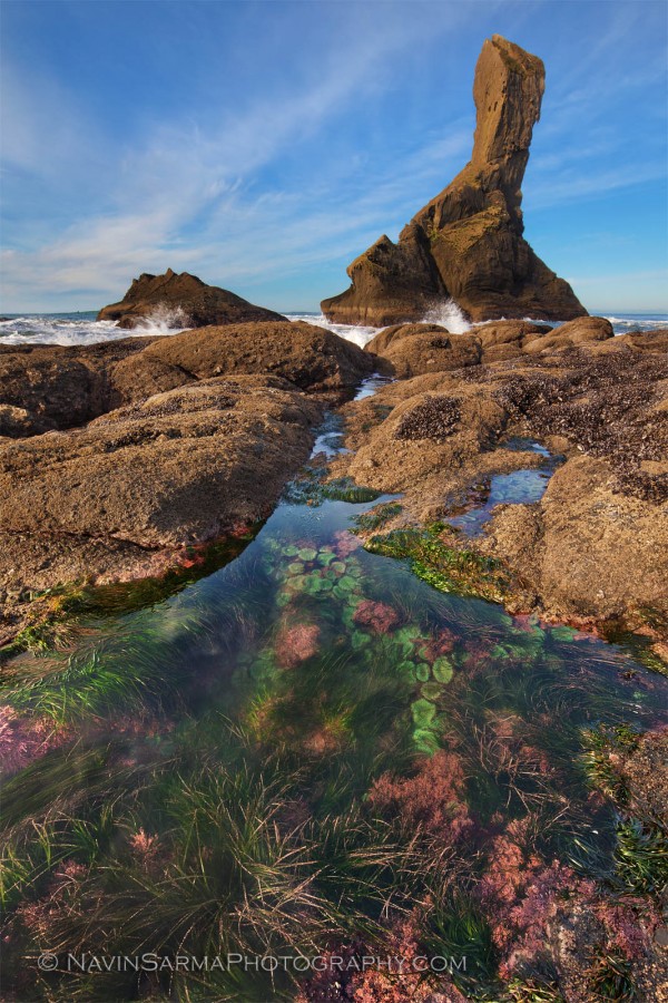 The lowest of tides reveals a gorgeous underwater display of green sea anenomes and pink seagrass. This tide pool contrasts with farms of mussels and a foreboding sea stack at the rarely-photographed North End of Shi Shi Beach. Two Worlds